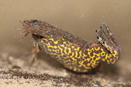 Cape Clawed Toad