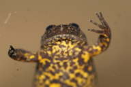 Xenopus gilli