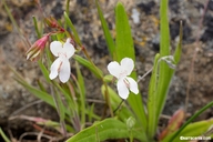Collinsia sparsiflora var. sparsiflora