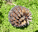 Pinus radiata