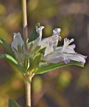 Collinsia bartsiifolia