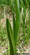 Platanthera dilatata var. leucostachys