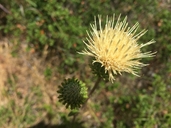 Pacific Fringed Thistle