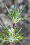 Navarretia divaricata ssp. divaricata