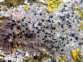Lecidea cascadensis