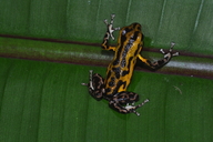 Oophaga pumilio