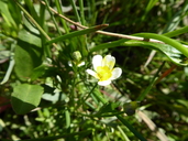 Ranunculus alismifolius var. alismifolius