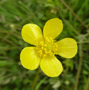 Ranunculus occidentalis