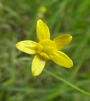 Ranunculus occidentalis