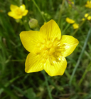 Ranunculus occidentalis
