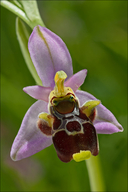 Ophrys kvarneri