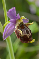 Ophrys kvarneri