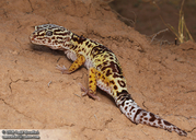 Iranian Fat-tailed Gecko
