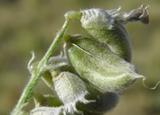 Astragalus mollissimus var. bigelovii