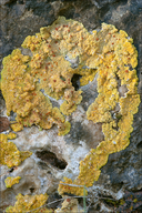 Scrambled Egg Lichen (?)