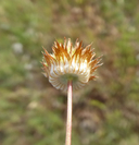 Trifolium microdon