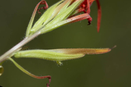 Castilleja minor ssp. spiralis