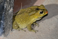 Duttaphrynus melanostictus