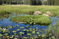 Comarum palustre