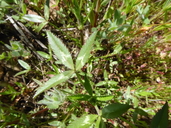 Trifolium willdenovii