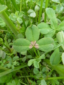 Trifolium variegatum var. major