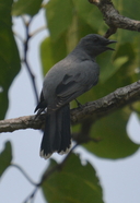Indochinese Cuckoo Shrike