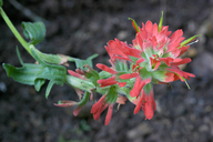 Castilleja affinis