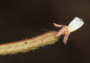 Chylismiella pterosperma