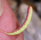 Chylismiella pterosperma