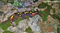 Salamandra algira splendens