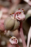 Euphorbia radians