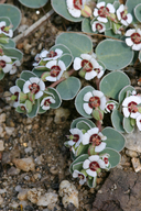 Euphorbia albomarginata