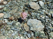 Photo of Allium hoffmanii