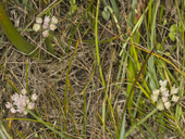 Photo of Allium hickmanii