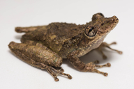 Scinax sugillatus