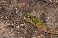 Eastern Green Lizard