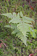 Gymnocarpium robertianum