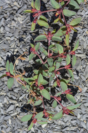 Euphorbia chaetocalyx
