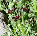 Packera pauciflora