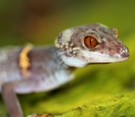 Lichtenfelder's Gecko