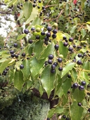 Camphora officinarum