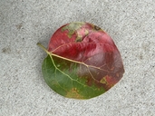 Camphora officinarum