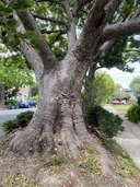Camphora officinarum