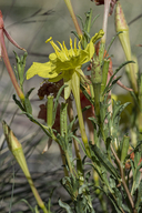 Oenothera hartwegii ssp. fendleri
