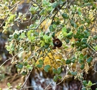 Quercus durata var. durata