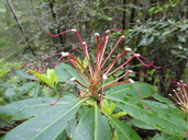 Rhododendron macrophyllum