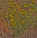 Eriophyllum jepsonii