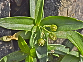 Moehringia macrophylla