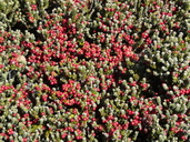 Red Crowberry