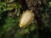 Photo of Buxbaumia viridis